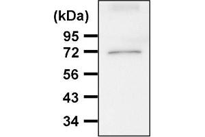Western blot analysis of hsc70 expression in HeLa cells (Hsc70 抗体)