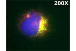 Isolated monocytes were stained with Lysotrack red followed by staining with Rabbit antibody to human myeloperoxidase (MPO): IgG (3µg/ml) for 1 hour at room temperature, washed and followed by staining with goat anti-rabbit antibody conjugated to Alexa 488 (Green) for 1 hr. (Myeloperoxidase 抗体)