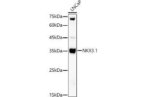 Western blot analysis of extracts of LNCaP cells, using NKX3. (NKX3-1 抗体)