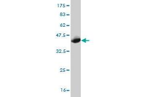 Western Blotting (WB) image for anti-Growth Arrest-Specific 2 (GAS2) (AA 1-110) antibody (ABIN561000)