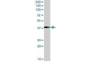TCEA3 MaxPab polyclonal antibody. (TCEA3 抗体  (AA 1-348))
