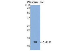 Western Blotting (WB) image for anti-Proteoglycan 4 (PRG4) (AA 1151-1241) antibody (ABIN1860313) (Proteoglycan 4 抗体  (AA 1151-1241))