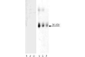 Western blot analysis of LAT (pY171) on human T lymphocytes. (LAT 抗体  (pTyr171) (Biotin))