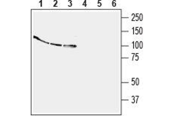 EPH Receptor B4 抗体  (Extracellular, N-Term)