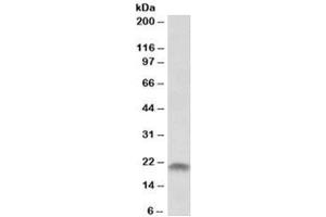 Western blot testing of human placenta lysate with SPINT2 antibody at 1ug/ml. (SPINT2 抗体)