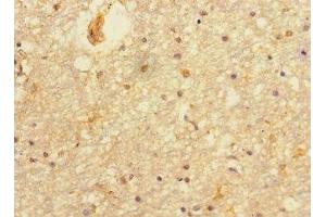Immunohistochemistry of paraffin-embedded human brain tissue using ABIN7165067 at dilution of 1:100