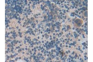 Detection of LCN5 in Mouse Spleen Tissue using Polyclonal Antibody to Lipocalin 5 (LCN5)