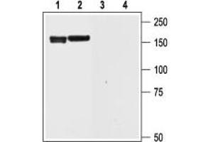 Western blot analysis of rat brain (1 and 3) and cortex (2 and 4) lysate: - 1,2. (KCNH6 抗体  (Intracellular))