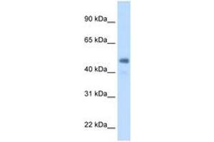 Image no. 1 for anti-Fibrinogen gamma Chain (FGG) (AA 301-350) antibody (ABIN205040) (FGG 抗体  (AA 301-350))