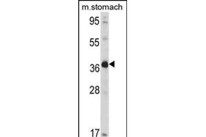 Western blot analysis of hNAGK- (R) in mouse stomach tissue lysates (35 μg/lane). (NAGK 抗体  (C-Term))