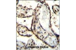 HEXIM1 antibody (Center) (ABIN655589 and ABIN2845076) immunohistochemistry analysis in formalin fixed and paraffin embedded human placenta tissue followed by peroxidase conjugation of the secondary antibody and DAB staining. (HEXIM1 抗体  (AA 194-222))