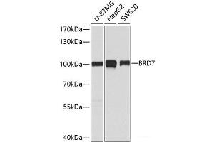 Western blot analysis of extracts of various cell lines using BRD7 Polyclonal Antibody at dilution of 1:1000. (BRD7 抗体)