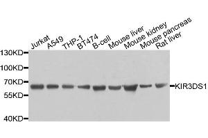 Western blot analysis of extracts of various cell lines, using KIR3DS1 antibody. (KIR3DS1 抗体  (AA 80-340))
