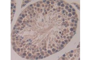 IHC-P analysis of Mouse Tissue, with DAB staining. (NEK2 抗体  (AA 148-397))