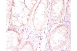 Immunohistochemistry of paraffin-embedded human placenta tissue using ABIN7165346 at dilution of 1:50 (TMEM185B 抗体  (AA 1-370))
