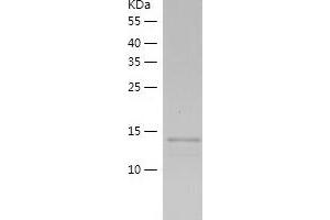 Western Blotting (WB) image for Interleukin 25 (IL25) (AA 33-177) protein (His tag) (ABIN7123579) (IL-25 Protein (AA 33-177) (His tag))