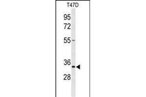 Western blot analysis of TSN33 Antibody (C-term) (ABIN653346 and ABIN2842828) in T47D cell line lysates (35 μg/lane). (TSPAN33 抗体  (C-Term))
