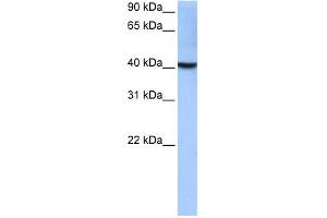 LOC652559 antibody used at 0. (LOC652559 抗体  (Middle Region))