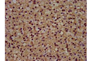 Immunohistochemistry (IHC) image for anti-Potassium Inwardly-Rectifying Channel, Subfamily J, Member 5 (KCNJ5) (AA 348-419) antibody (ABIN7153289)