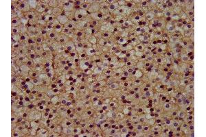 IHC image of ABIN7153289 diluted at 1:300 and staining in paraffin-embedded human adrenal gland tissue performed on a Leica BondTM system. (KCNJ5 抗体  (AA 348-419))