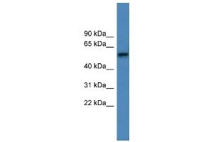 WB Suggested Anti-ADRA1D Antibody Titration: 0. (ADRA1D 抗体  (C-Term))