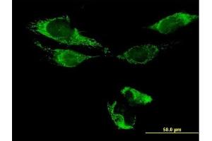 Immunofluorescence of purified MaxPab antibody to ATAD3B on HeLa cell. (ATAD3B 抗体  (AA 1-648))