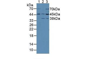 Figure. (MEK2 抗体  (AA 44-313))