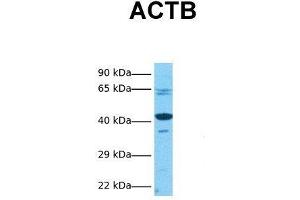 Western Blotting (WB) image for anti-Actin, beta (ACTB) (Middle Region) antibody (ABIN2778644)