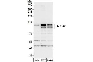 Western Blotting (WB) image for anti-Amyloid beta (A4) Precursor Protein-Binding, Family A, Member 2 (APBA2) (AA 125-175) antibody (ABIN7449967)