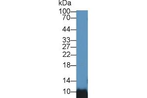 Western Blotting (WB) image for anti-Barrier To Autointegration Factor 1 (BANF1) (AA 2-89) antibody (ABIN7444295)