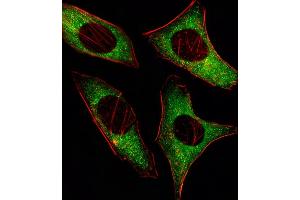Fluorescent image of Hela cell stained with PRK Antibody (ABIN659096 and ABIN2838081)/SG110126. (PRKAA2 抗体)
