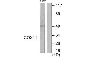 Western blot analysis of extracts from RAW264. (COX11 抗体)
