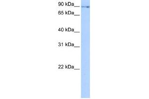WB Suggested Anti-NUFIP2 Antibody Titration:  0. (NUFIP2 抗体  (N-Term))