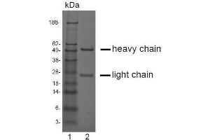 SDS-PAGE analysis of purified LV-2A2 monoclonal antibody. (CRISP3 抗体)