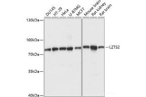 Western blot analysis of extracts of various cell lines using LZTS2 Polyclonal Antibody at dilution of 1:1000. (LZTS2 抗体)