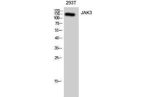Western Blotting (WB) image for anti-Janus Kinase 3 (JAK3) (Ser645) antibody (ABIN3180129) (JAK3 抗体  (Ser645))