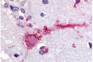 Human Brain (formalin-fixed, paraffin-embedded) stained with GPR3 antibody ABIN213338 at 40 ug/ml followed by biotinylated goat anti-rabbit IgG secondary antibody ABIN481713, alkaline phosphatase-streptavidin and chromogen. (GPR3 抗体  (Extracellular Domain))