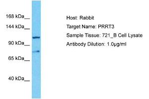 Host: Rabbit Target Name: PRRT3 Sample Type: 721_B Whole Cell lysates Antibody Dilution: 1. (PRRT3 抗体  (C-Term))