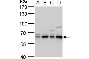 WB Image Copine I antibody [N3C3] detects Copine I protein by western blot analysis. (CPNE1 抗体)