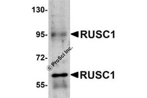 Western Blotting (WB) image for anti-RUN and SH3 Domain Containing 1 (RUSC1) (C-Term) antibody (ABIN1030631) (RUSC1 抗体  (C-Term))