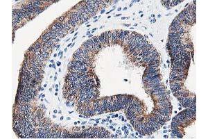 Image no. 1 for anti-Leucine Carboxyl Methyltransferase 1 (LCMT1) antibody (ABIN1499107) (LCMT1 抗体)