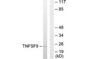 Western Blotting (WB) image for anti-Tumor Necrosis Factor (Ligand) Superfamily, Member 9 (TNFSF9) (AA 31-80) antibody (ABIN2889476) (TNFSF9 抗体  (AA 31-80))