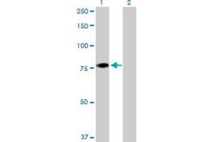 Western Blot analysis of FBXL5 expression in transfected 293T cell line by FBXL5 MaxPab polyclonal antibody. (FBXL5 抗体  (AA 1-691))