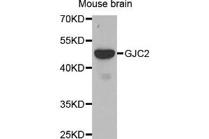 Western blot analysis of extracts of Mouse brain tissue, using GJC2 antibody. (GJC2 抗体)