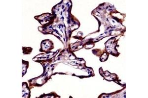 Placental Alkaline Phosphatase antibody immunohistochemistry analysis in formalin fixed and paraffin embedded human placenta tissue. (Alkaline Phosphatase 抗体  (AA 56-83))