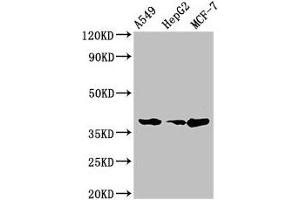 Western Blot Positive WB detected in: A549 whole cell lysate, HepG2 whole cell lysate, MCF-7 whole cell lysate All lanes: CEBPA antibody at 2 μg/mL Secondary Goat polyclonal to rabbit IgG at 1/50000 dilution Predicted band size: 38, 36, 26, 42 kDa Observed band size: 38 kDa (CEBPA 抗体  (AA 1-124))