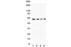Western blot testing of CADM1 antibody and Lane 1:  A549;  2: Jurkat;  3: Raji;  4: HeLa lysate. (CADM1 抗体  (N-Term))