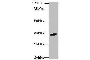 Western blot All lanes: C10orf54 antibody at 4 μg/mL + Mouse liver tissue Secondary Goat polyclonal to rabbit IgG at 1/10000 dilution Predicted band size: 34 kDa Observed band size: 34 kDa (VISTA 抗体  (AA 37-194))
