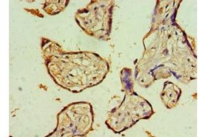 Immunohistochemistry of paraffin-embedded human placenta tissue using ABIN7161640 at dilution of 1:100 (KLRC1 抗体  (AA 114-233))