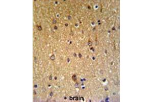 ZDHHC9 Antibody (C-term) IHC analysis in formalin fixed and paraffin embedded brain tissue followed by peroxidase conjugation of the secondary antibody and DAB staining.